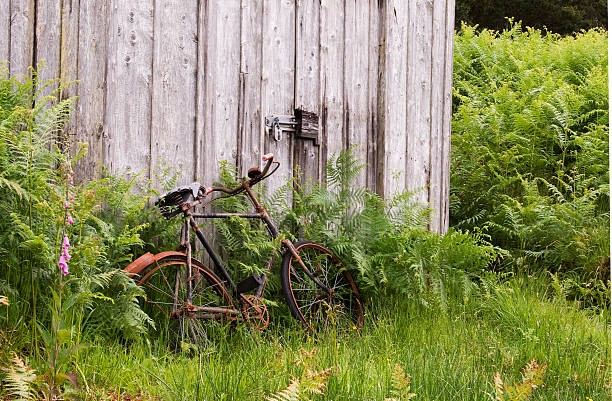 The image shows an old, rusty bicycle partially hidden among tall green ferns and grass in front of a weathered wooden fence or building.